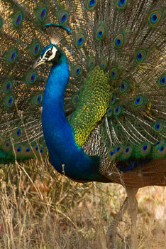 peacock